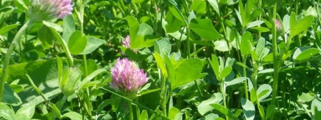 Prairies temporaires mélangées TV, luzerne, TB (3 variétés : nain, rampant et géant), fétuque des prés (25/07/2016)