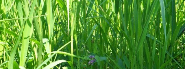 PT moha – luzerne (25/07/2016)