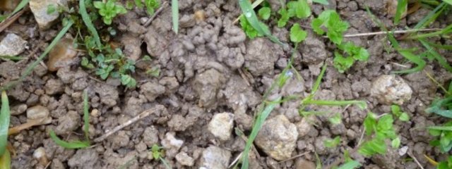 Turicule de vers de terre