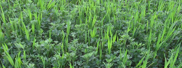 Blé sur Luzerne (avril)