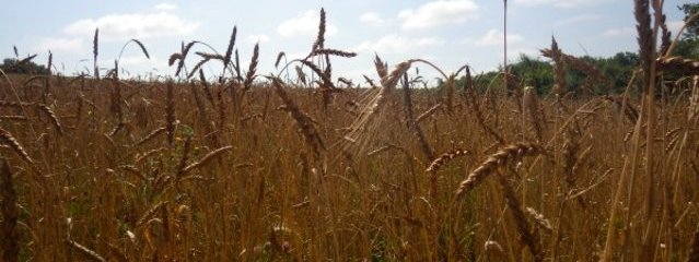 Blé rouge de Bordeaux (25/07/2016)