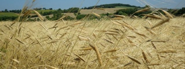 Petit épeautre (25/07/2016)
