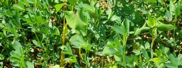 Association sarrasin / luzerne (25/07/2016)