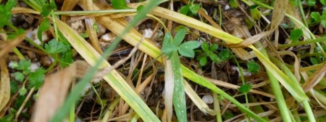 Blé – esparcette (7/03/2016)