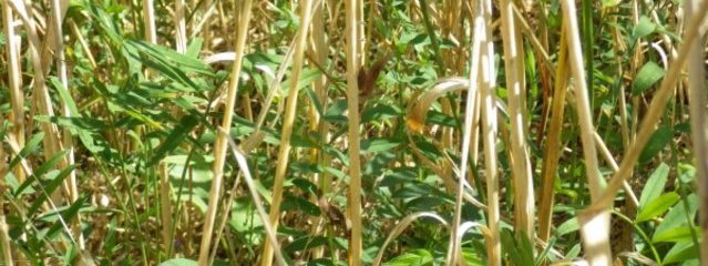 Blé / esparcette - blé fauché en mars et près pour une récolte en grain (25/07/2016)