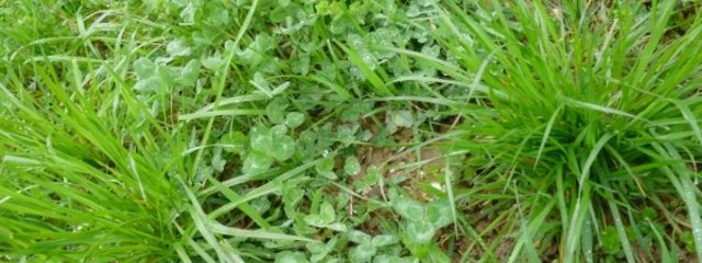 Prairies temporaires mélangées TV, TB (3 variétés : nain, rampant et géant), fétuque des prés au 7/03/2016