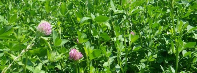 Prairies temporaires mélangées TV, luzerne, TB (3 variétés : nain, rampant et géant), fétuque des prés (25/07/2016)