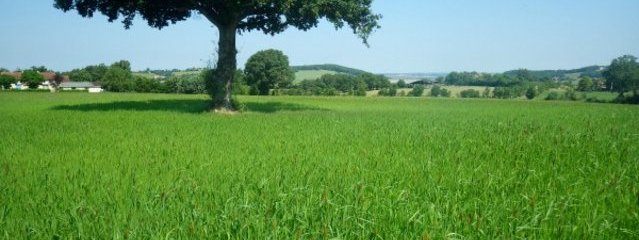 Moha – luzerne  (25/07/2016)