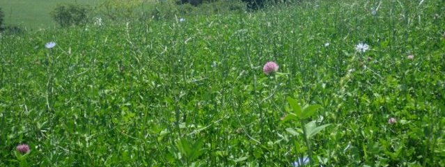 Prairies temporaires mélangées TV, luzerne, TB (3 variétés : nain, rampant et géant), RG en 3ème coupe (25/07/2016)
