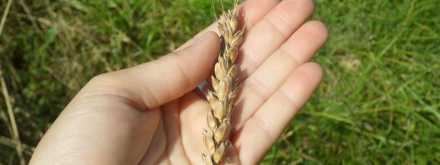 Blé rouge de Bordeaux (25/07/2016)
