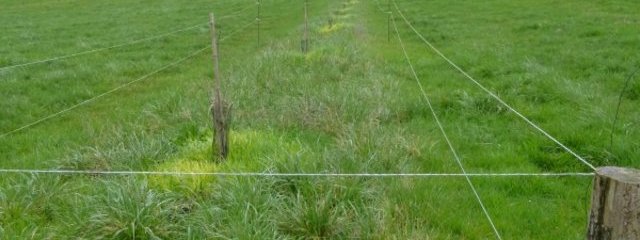 Parcelles agroforestières implantées en 2012