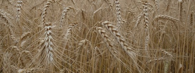 Blé variété de population (juil. 2014) 