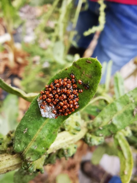 Larves de coccinelles