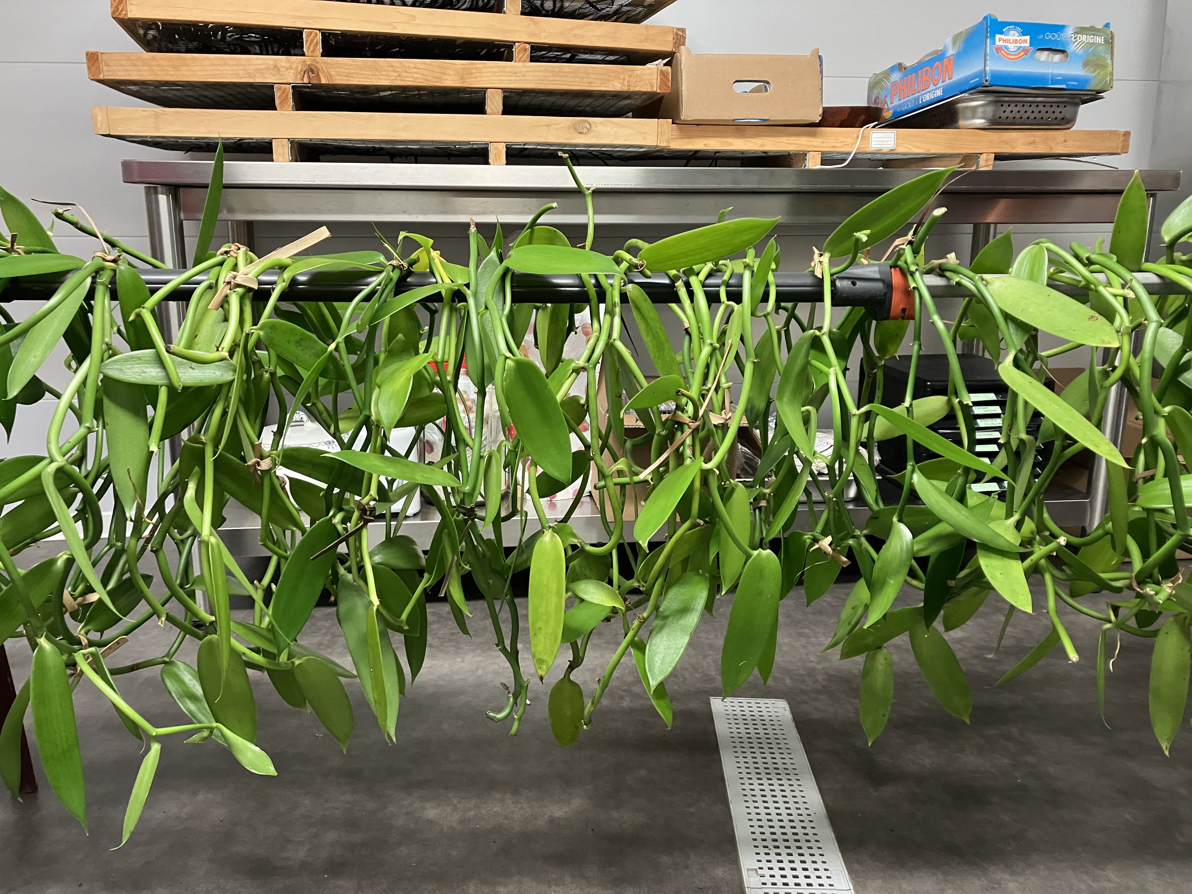 Sélection des lianes de vanille en attente des premières racines