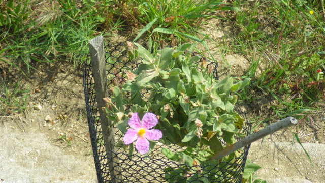 solagro osae plantation haie