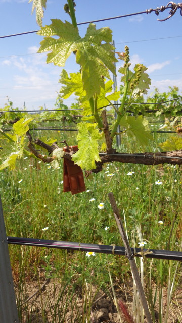 solagro osae pheromone vigne