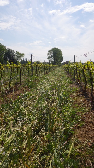 solagro osae couvert roule