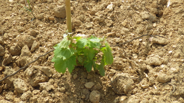 solagro osae plantation haie