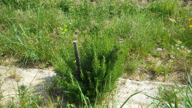 solagro osae romarin