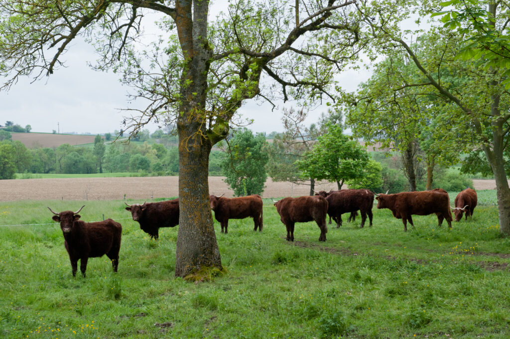 Photo d'un troupeau de vache de race Salers