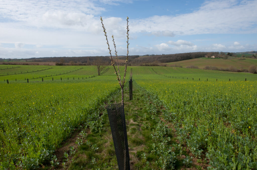 Parcelle agroforestière