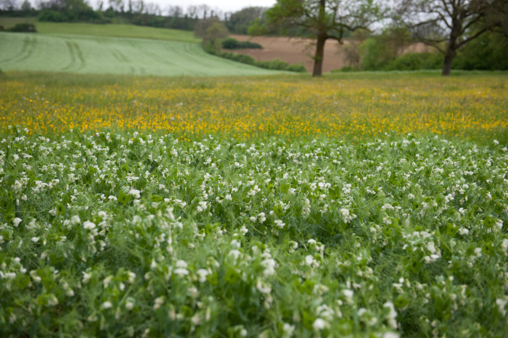 Photo d'un champs de pois en avril 2015