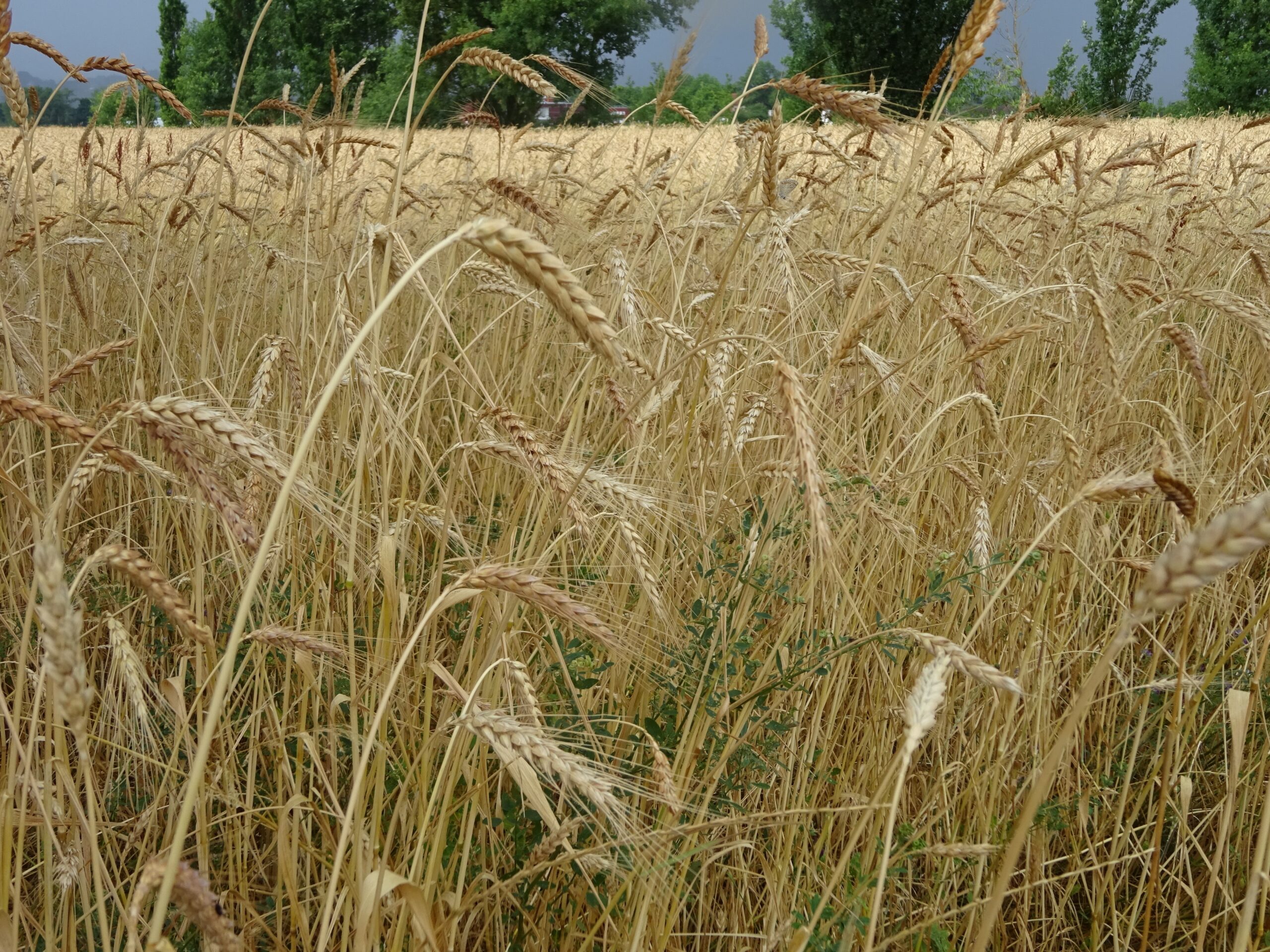 Photo de l'exploitation de Philippe Guichard