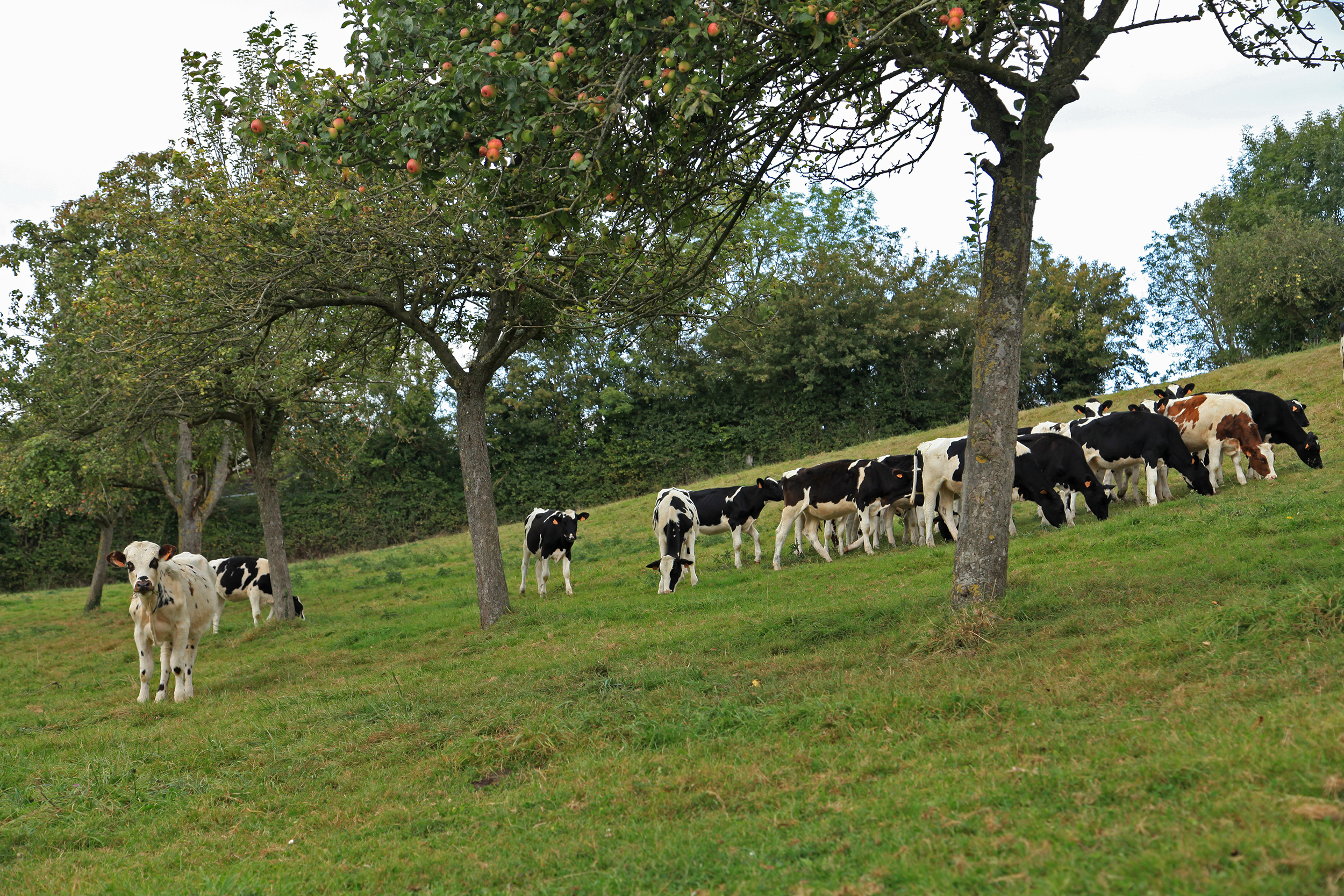 Photo du pré-verger de l'exploitation de Patrice et Michèle Giard