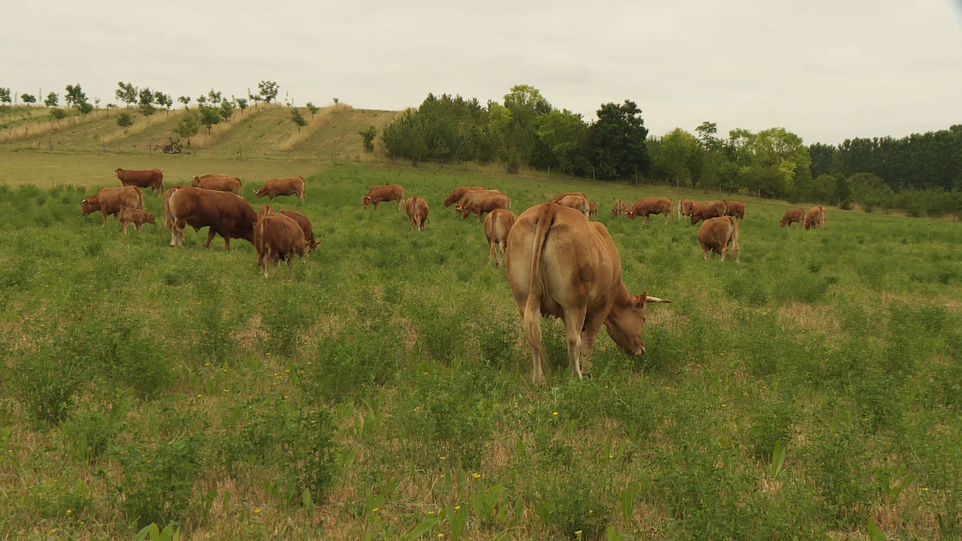 Photo de l'exploitation de Jack De Lozzo