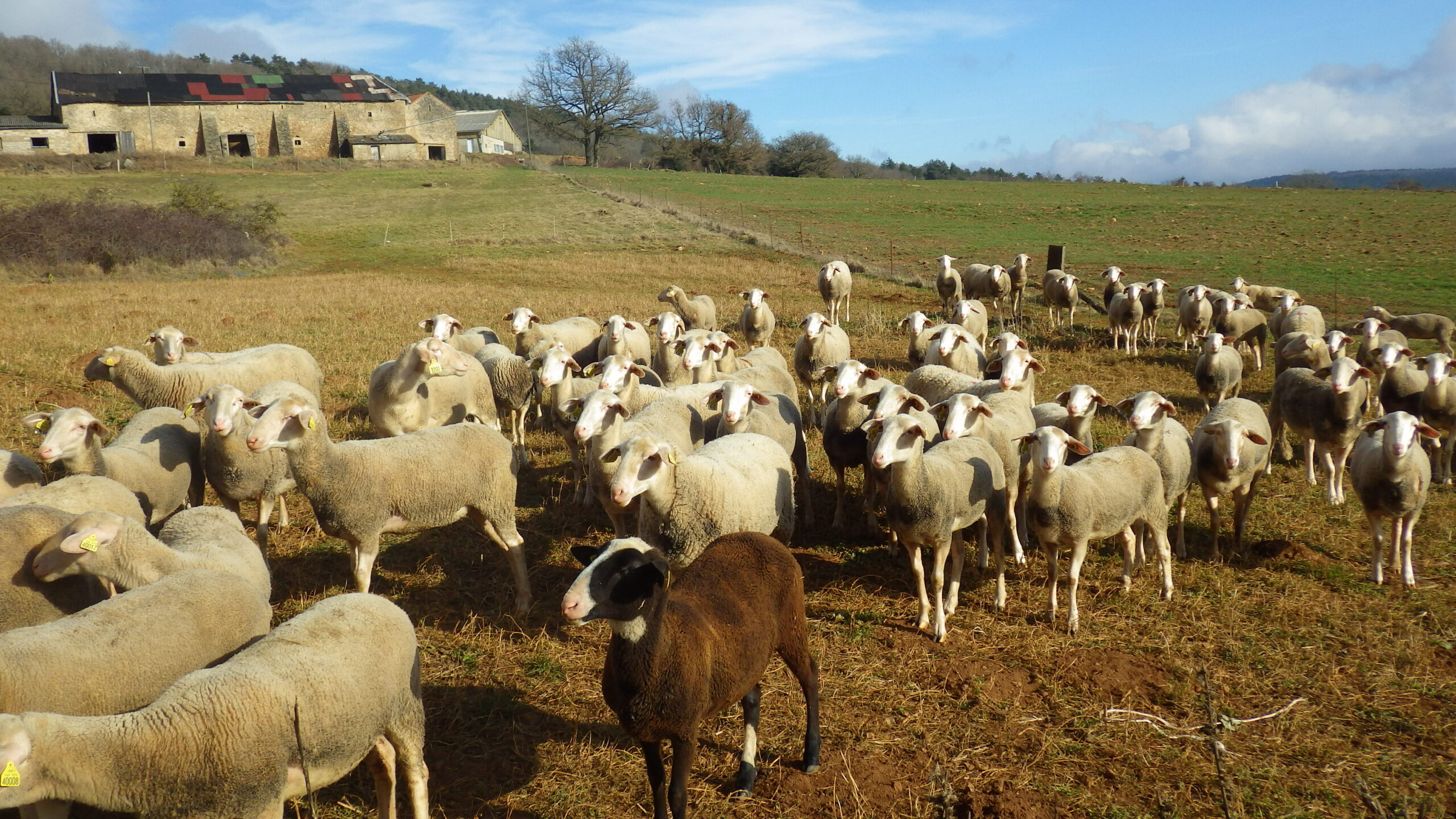 Photo de l'exploitation de Laurent Réversat