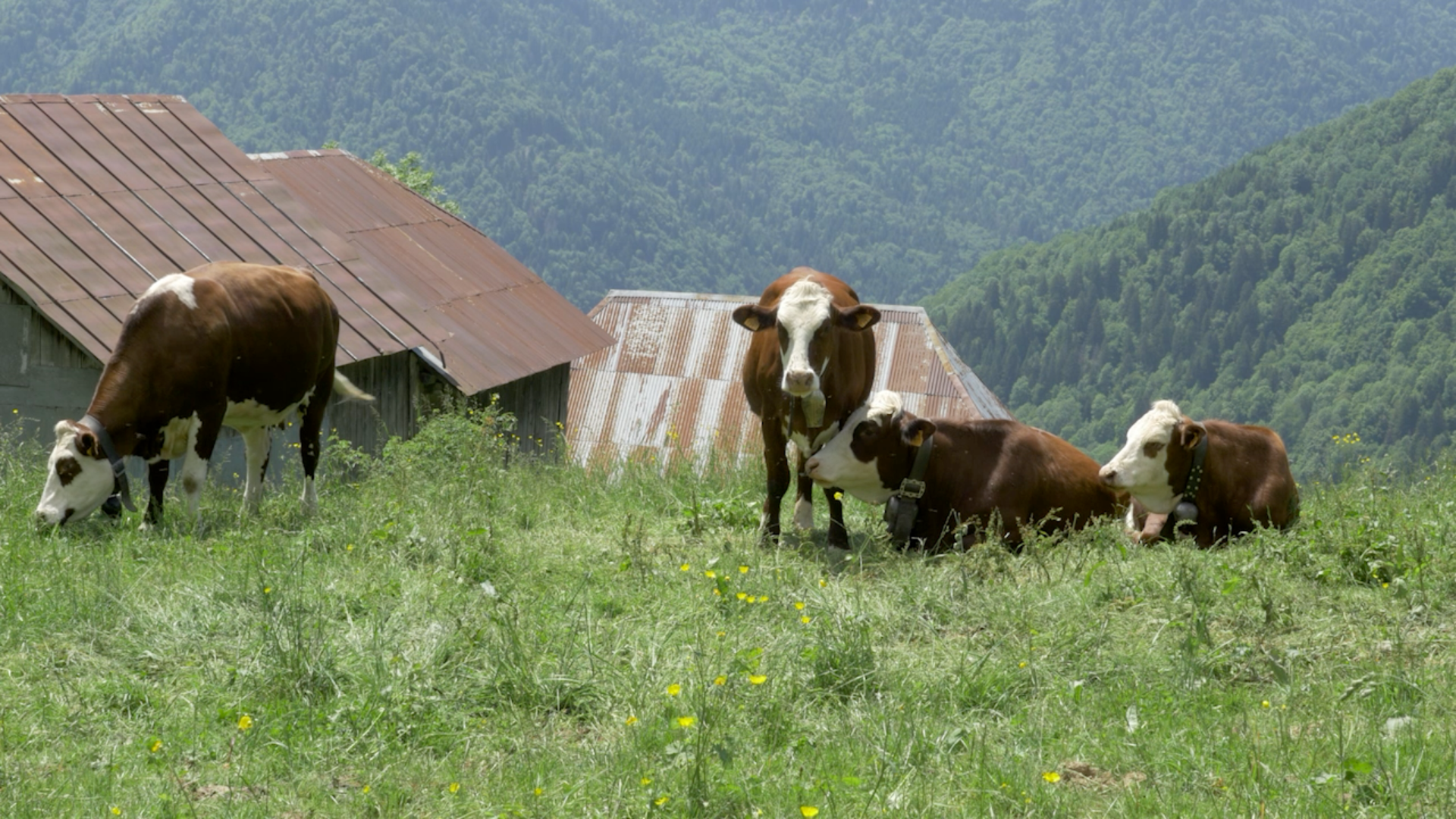 Photo de l'exploitation d'André Petit-Roulet, GAEC de Rogney