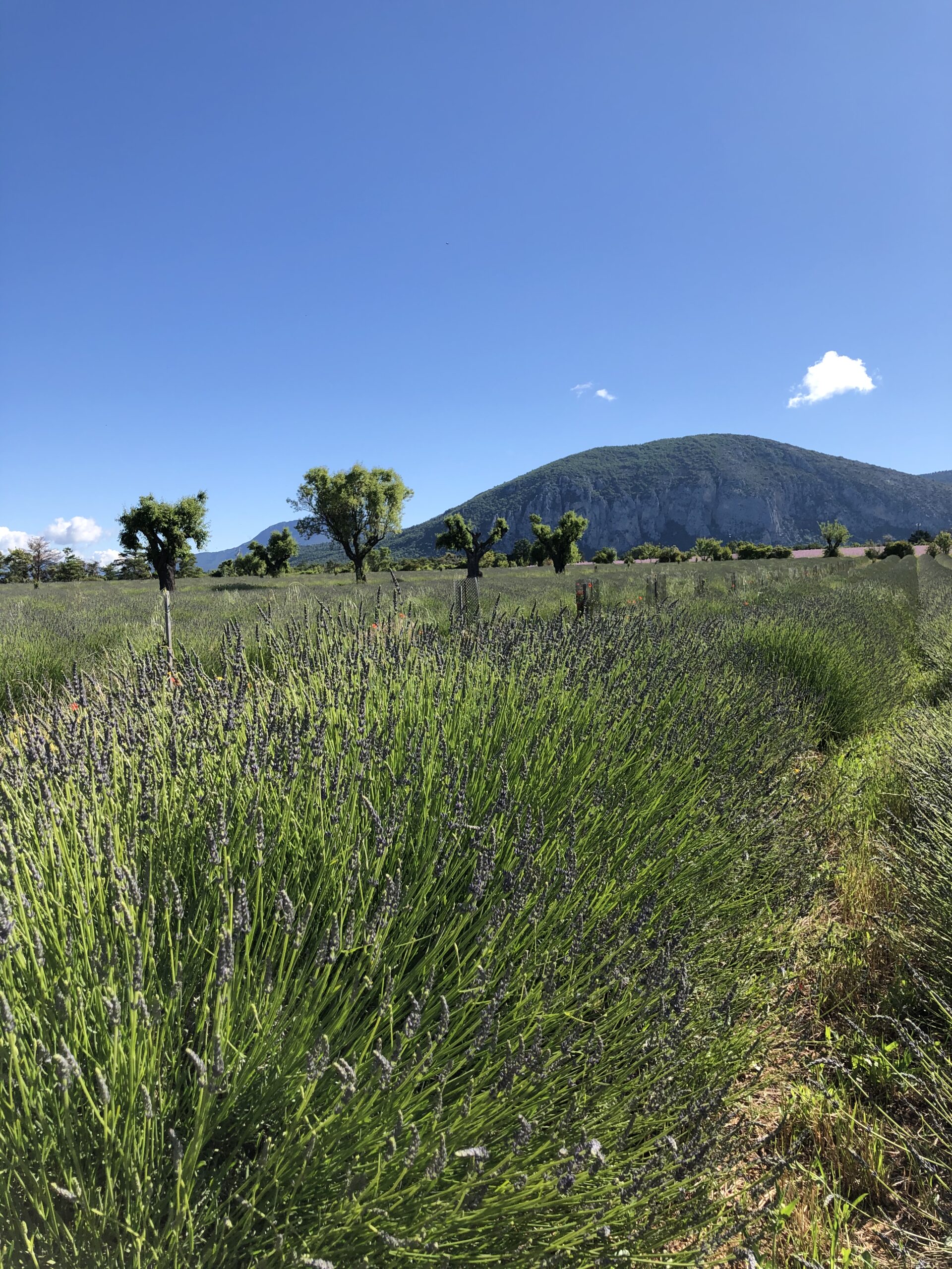 Exploitation de Yann Sauvaire