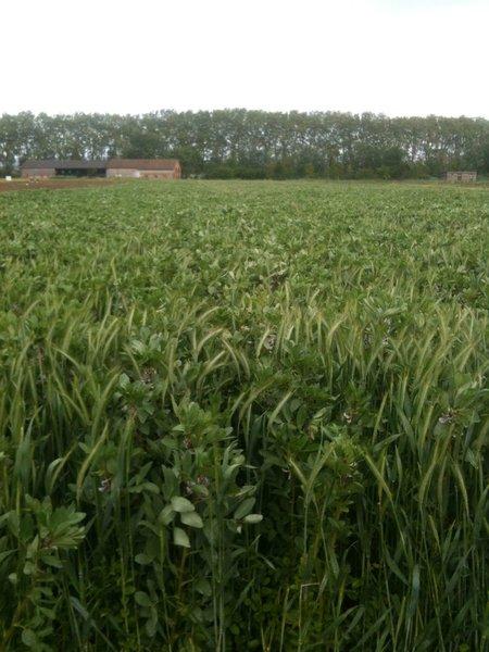 Un champ avec une association culturale d'avoine et de triticale