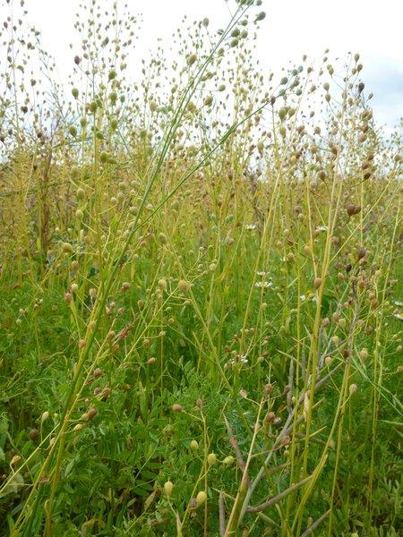 Un champ montrant una association culturale de lentille et cameline