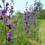 Favoriser la diversité génétique