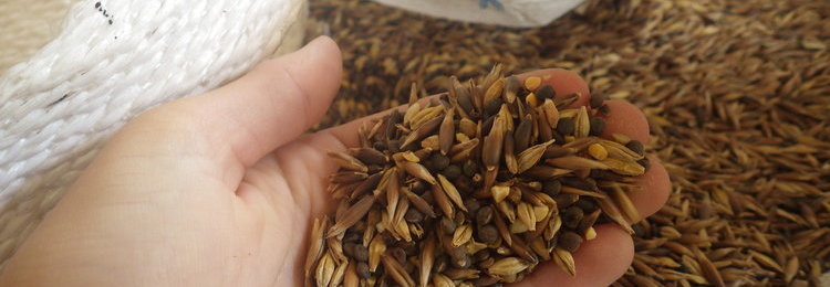 Une personne tenant dans ses mains un méteil avoine et féverole