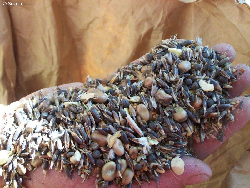 Personne tenant dans sans main méteil d'avoine et de féverole