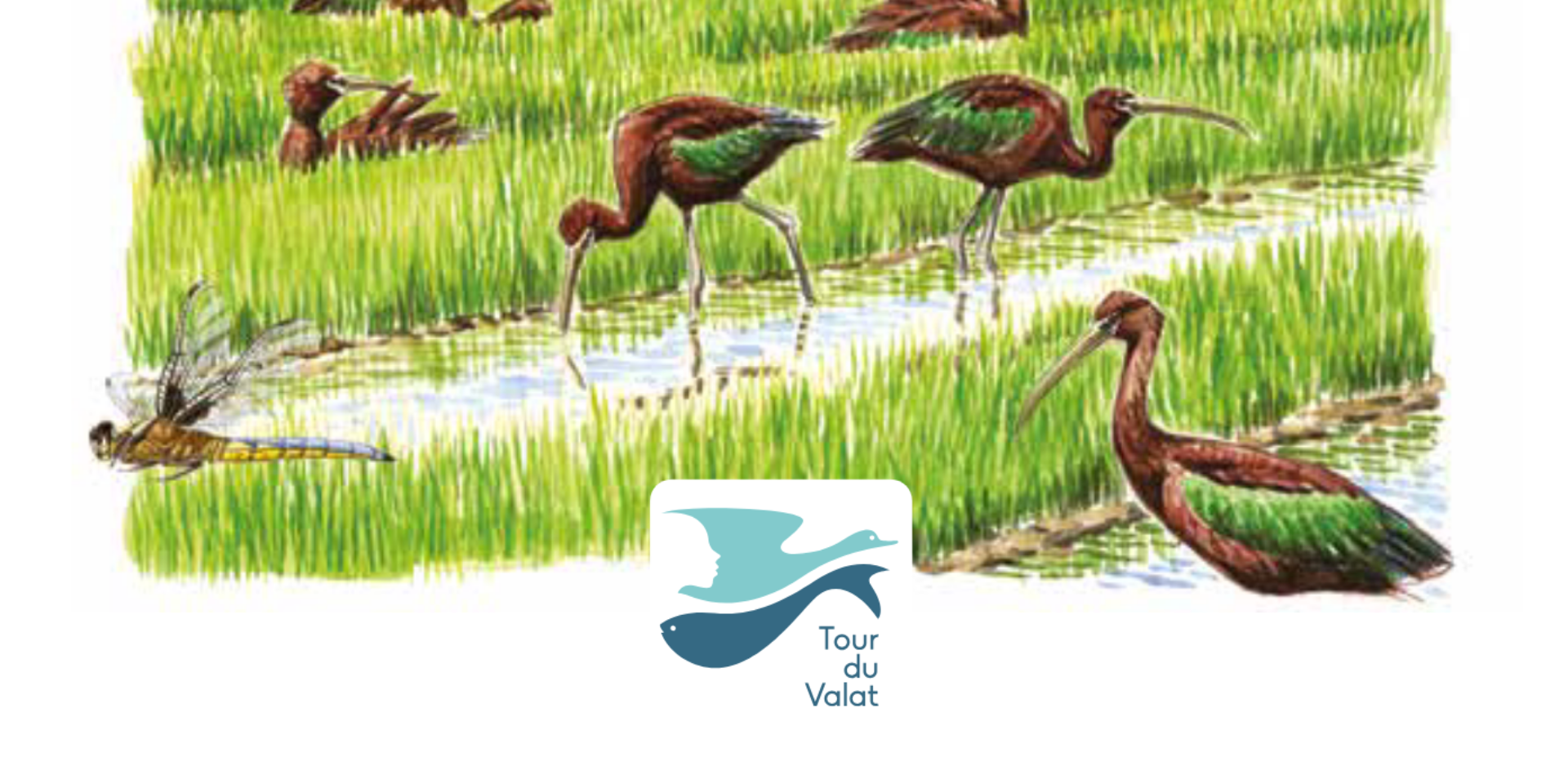 Biodiversité tour du Valat