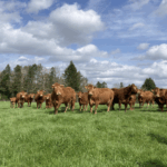 Améliorer l'autonomie du troupeau