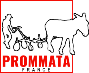 PROMMATA